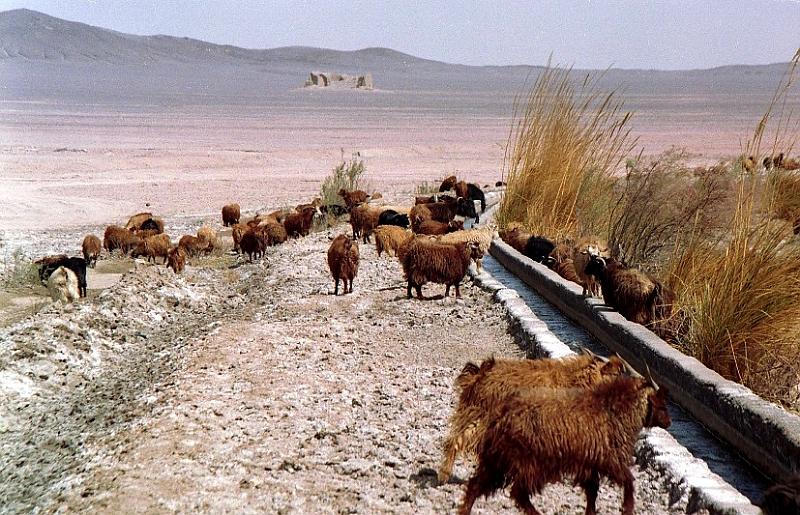 Bamdesert2.jpg - Bam is an oasis in the desert. Beyond the small water channel that runs all around the city starts the desert.
