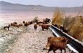 Bamdesert2