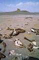 Bamdesert9