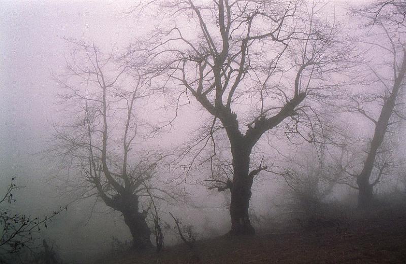 tree1.jpg